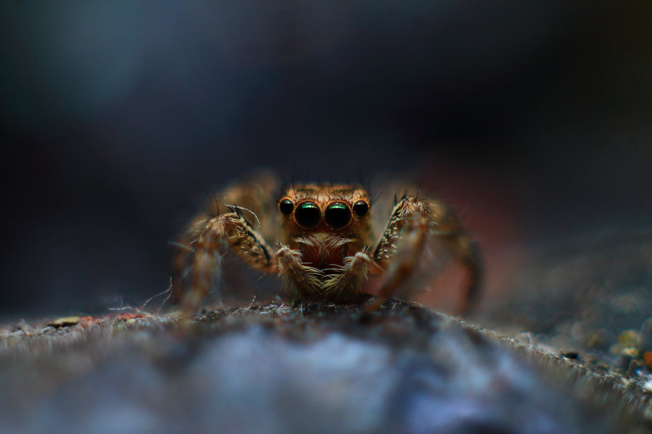 Close-up macro photograph of a jumping spider showing its detailed eyes and hairy legs.